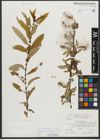 Foto von Salix triandra subsp. amygdalina (L.) Schübl. & G. Martens